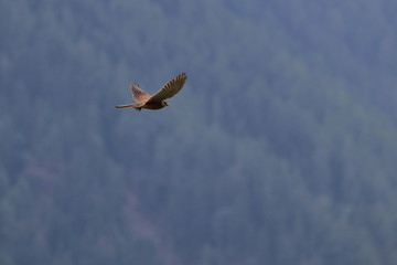 kestrel