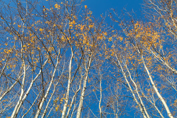 herbstliche Birkenallee