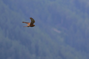 kestrel