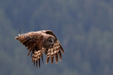 great grey owl