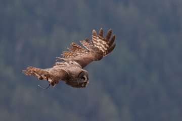 great grey owl