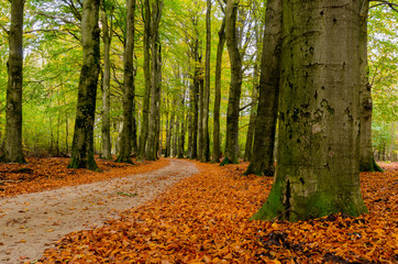 Empty cycle path through an autumnal forest in Kootwijk, Holland. Copper colored leaves on the ground. Yellow and green colored leaves still on the trees.