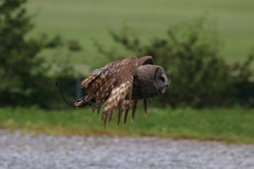 great grey owl