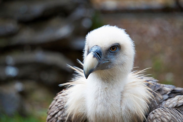 Unusual bird of prey vulture looks into the camera close-up on a blurred natural background.