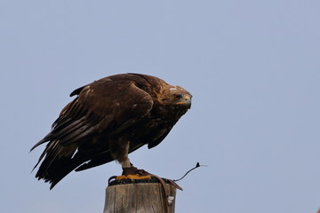 golden eagle
