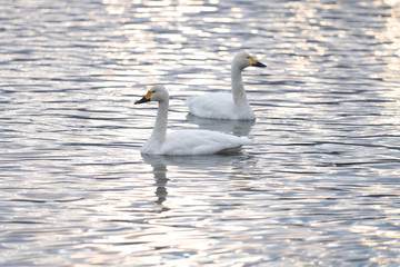 Obraz premium 白鳥