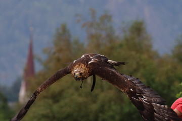 golden eagle