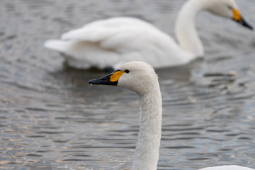 Obraz premium 白鳥