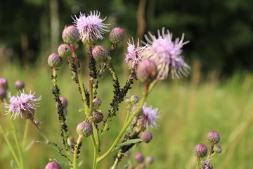 Pink flowers and many insects.