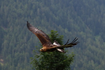 golden eagle