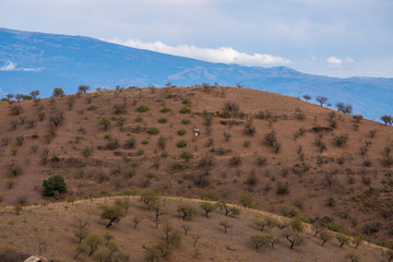 almond tree field in La Contraviesa (Spain)