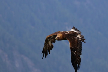 golden eagle