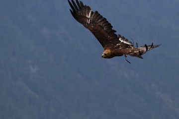 Fototapeta na wymiar golden eagle