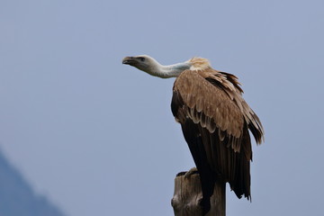 griffon vulture