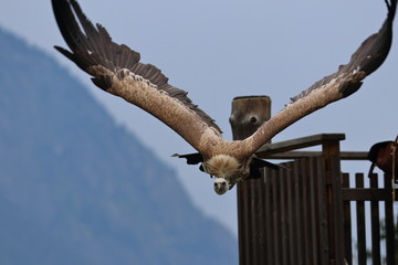 Fototapeta na wymiar griffon vulture