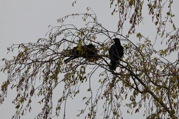 raven