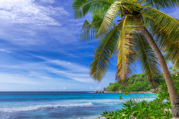 Coconut palm trees on paradise tropical beach. Fashion travel and tropical beach concept.