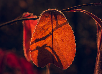 Fading nature in autumn plants
