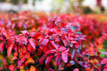 Autumn red small leaves on the Bush