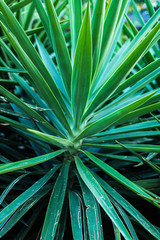 Fototapeta premium abstract green background, natural concept