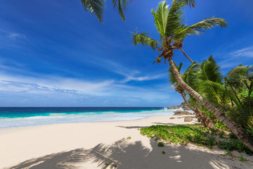 Palm trees on sunny beach and turquoise sea in Seychelles. Summer vacation and tropical beach concept.