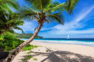 Obrazy na Plexi  Tropikalna rajska plaża z białym piaskiem i palmami kokosowymi.