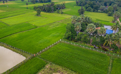 Fototapeta na wymiar A ricefield and landscape near the city of Takeo in Cambodia