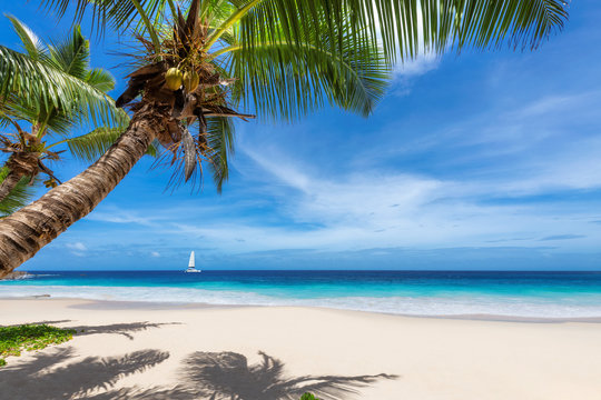 Sunny beach with palm trees and a sailing boat in the blue ocean on Paradise island.	