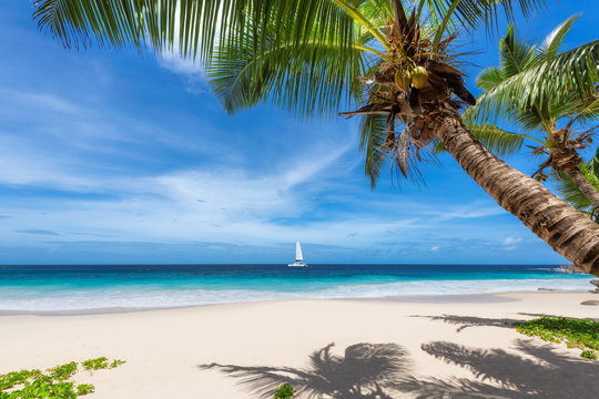 Sandy beach with palm trees and a sailing boat in the blue sea on Paradise island. Fashion travel and tropical beach concept.	