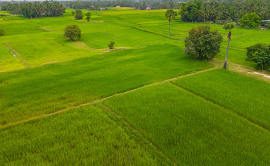 Obraz premium A ricefield and landscape near the city of Takeo in Cambodia