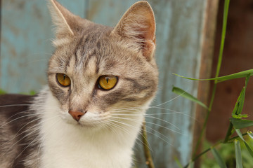Wild cat with yellow eyes in nature close-up