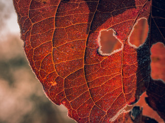 Fading nature in autumn plants