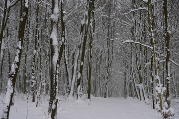 Endless forest road is covered with snow. Snowfall in the forest. Ukrainian nature.