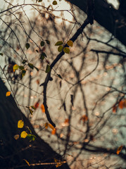 Fading nature in autumn plants