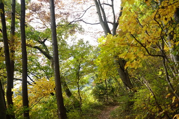 Obraz premium 秋の景色