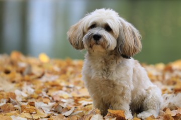Havaneser sitzt im Herbstaub vor einem See