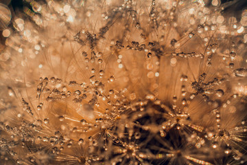 Morning nature in sunlight and dew