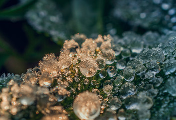 Morning nature in sunlight and dew