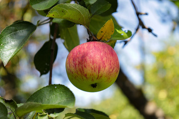 Big juicy ripe red apple on a beautiful blurred green background.