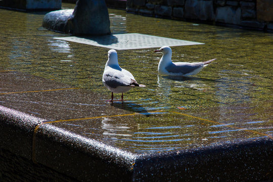 Original fountain and lovely sea gulls