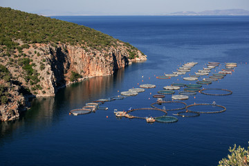 Factory for growing Dorada and Sea Bass fish, Northeast Peloponnese, Greece
