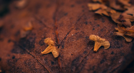 Fading nature in autumn plants