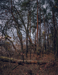Fading nature in autumn plants