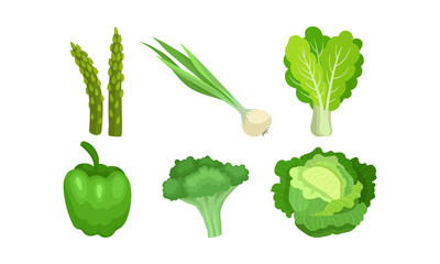 Different Kinds Of Green Vegetables In Culinary Concept. Vector Illustration Set Isolated On White Background
