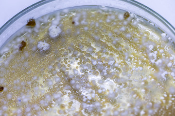 Mold Beautiful, Colony of Characteristics of Fungus (Mold) in culture medium plate from laboratory microbiology.