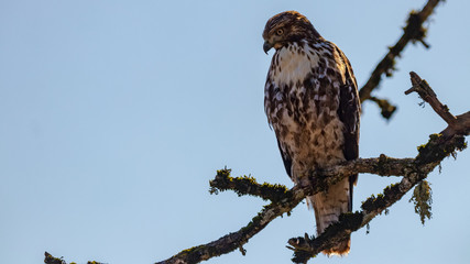 Hawk on branch
