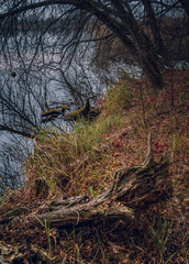 Fading nature in autumn plants