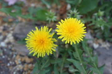 Yellow flowers dandelions close-up wallpaper