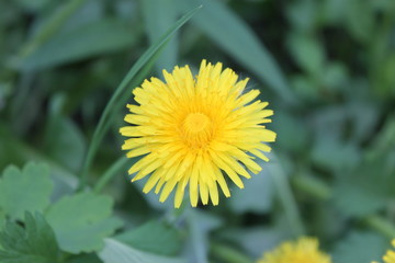 Yellow dandelion close-up wallpaper