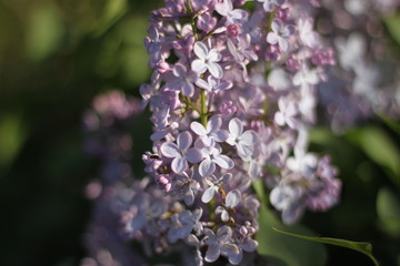 Lilac flowers, wallpaper
